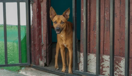 The guard dogs of our criminal justice system: oversight on police and justice